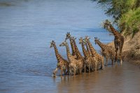 203 - GIRAFFE IN THE MARA RIVER - PAOLO MAFFIOLETTI - italy <div